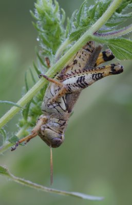 Grasshopper6.jpg