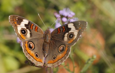 Common Buckeye.jpg