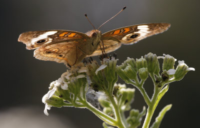 Common Buckeye2.jpg