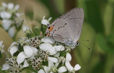 Gray Hairstreak.jpg