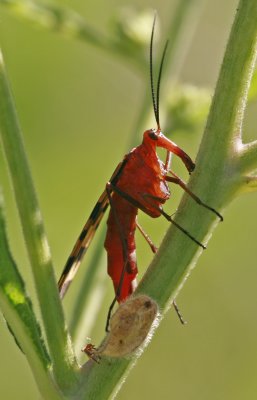 Scorpionfly.jpg