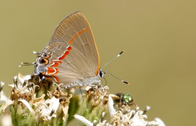 Red-banded Hairstreak.jpg