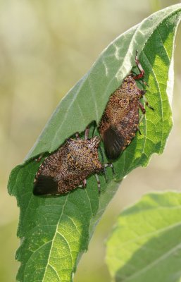 Stink Bug.jpg