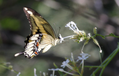 Giant Swallowtail.jpg