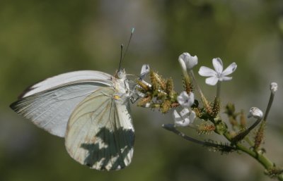 Great Southern White.jpg