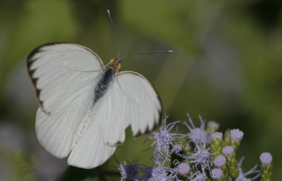 Great Southern White.jpg