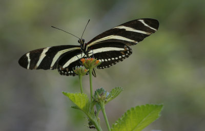 Zebra Heliconian.jpg