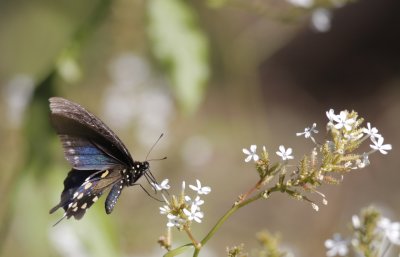 Pipevine Swallowtail.jpg