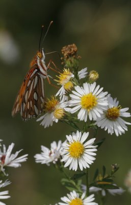 Gulf Fritillary.jpg