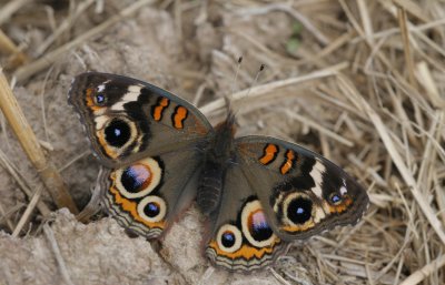 Common Buckeye1.jpg