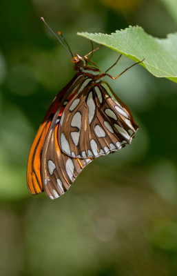 gulf fritillary.jpg