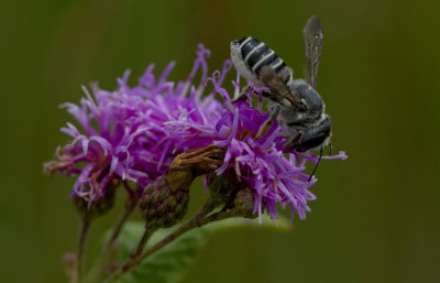 leaf-cutter bee.jpg