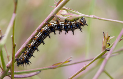 buckeye caterpillar 1.jpg
