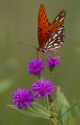 gulf fritillary 4.jpg