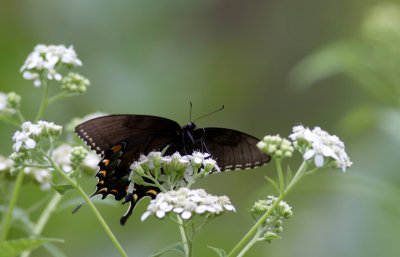 eastern tiger swallowtail 7.jpg