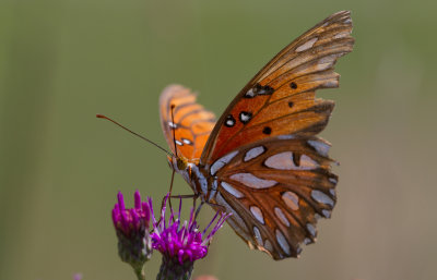 gulf fritillary 7.jpg