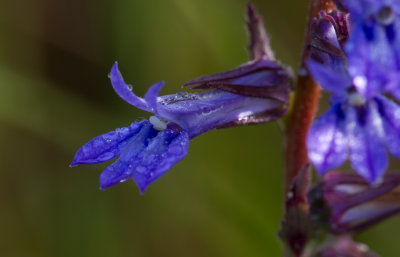 downy lobelia 1.jpg