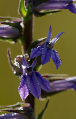 downy lobelia 2.jpg