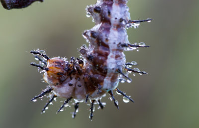 fritillary and dew 2.jpg