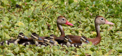 Whistling Duck family.jpg