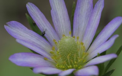 Ten-petal Anemone.jpg