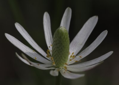 Ten-petal Anemone.jpg