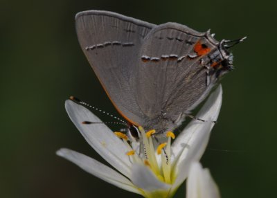 Hairstreak1.jpg