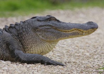 Alligator.jpg