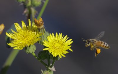 Dandelion and Bee.jpg