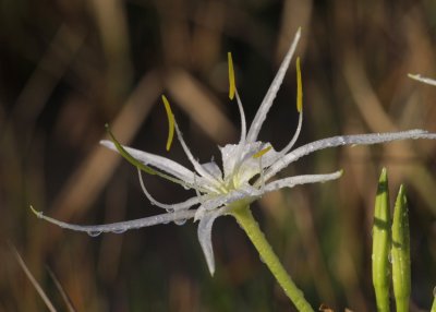 Spider Lily.jpg