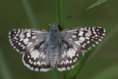 Common Checkered-Skipper.jpg