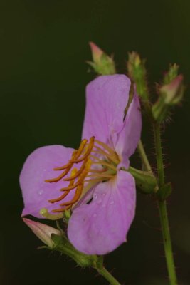 Maryland Meadow-Beauty1.jpg