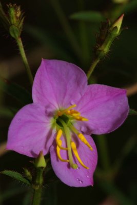 Maryland Meadow-Beauty.jpg