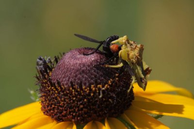 Ambush Bug eating Lovebug.jpg