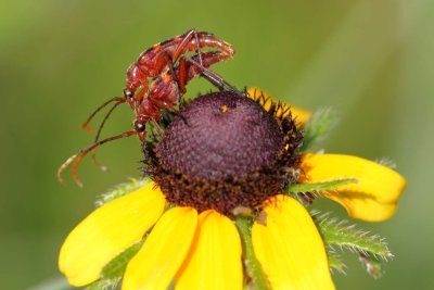 Long-horned Beetle.jpg