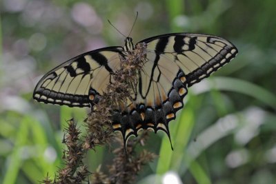 Eastern Tiger Swallowtail.jpg