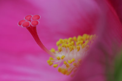 Hibiscus2.jpg