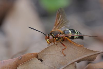 Cicada Killer.jpg