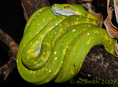 Green Tree Python - (Morelia viridis)