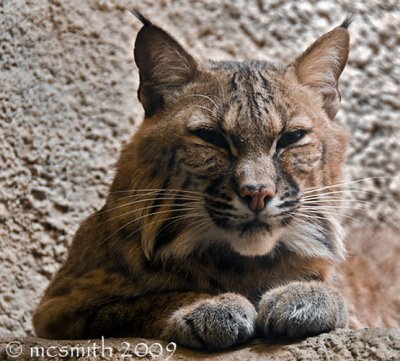Bobcat -  (Lynx rufus)