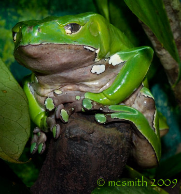 Giant Waxy Monkey Frog - (Phyllomedusa bicolor)