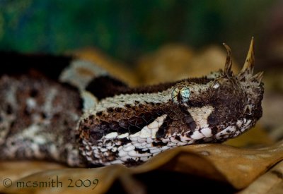 Rhinoceros Viper - (Bitis nasicornis)