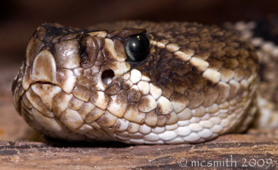 Eastern Diamondback Rattlesnake - (Crotalus adamanteus)