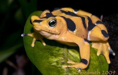 Panamanian golden frog -  (Atelopus zeteki)