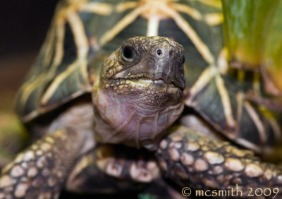 Indian Star Tortoise -  (Geochelone elegans)