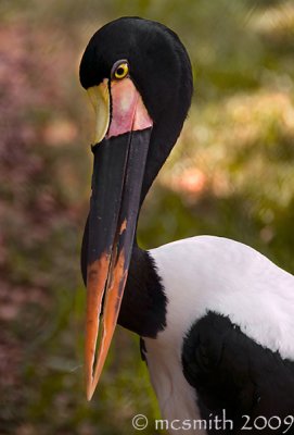 Saddle-Billed Stork - (Ephippiorhynchus senegalensis)