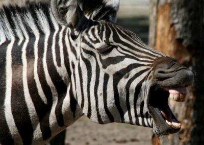 Zebra grin.jpg