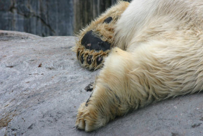 Zoo Feet of a  polarbear.jpg
