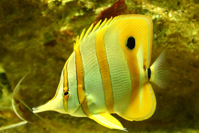 Yellowfish.jpg