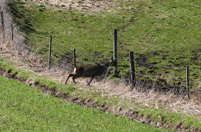 Deer on the run.jpg